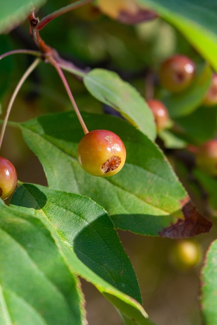 出如范迪克 出如范迪克